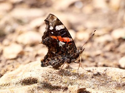 Schwarz-Roter Schmetterling, der auf einem Stein sitzt