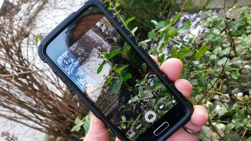 Mit Hilfe der Foto-App auf einem Smartphone werden Pflanzen auf einer Wiese bestimmt